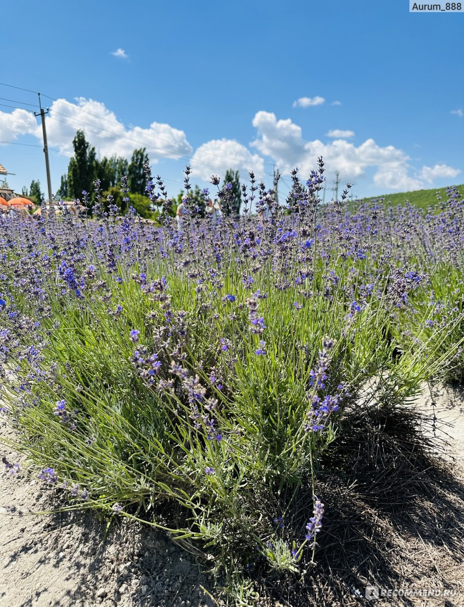 Дом ароматных трав/ Maison Des Plantes Aromatiques, Новороссийск,  Краснодарский край, Россия - «Наблюдать цветение лаванды на этой ферме  сплошное удовольствие » | отзывы