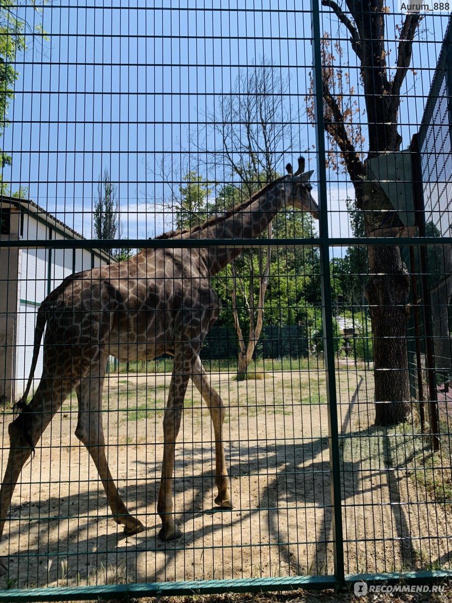 Краснодарский зоопарк Сафари парк, Краснодар фото