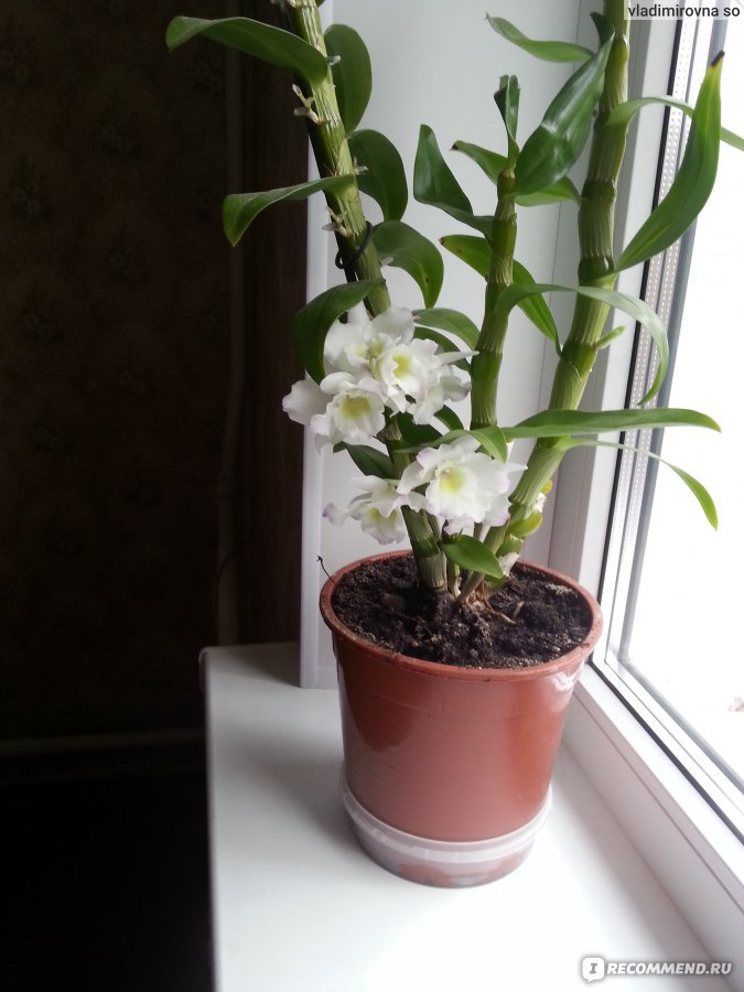 форум магазина коллекционных орхидей orchids.ua