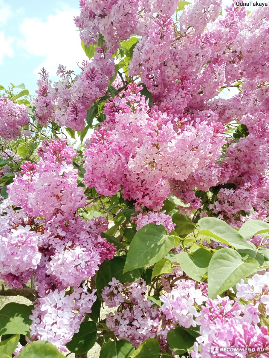 Сирень обыкновенная (Syringa vulgаris) - «Любимые цветы и детские  воспоминания. + много фото » | отзывы