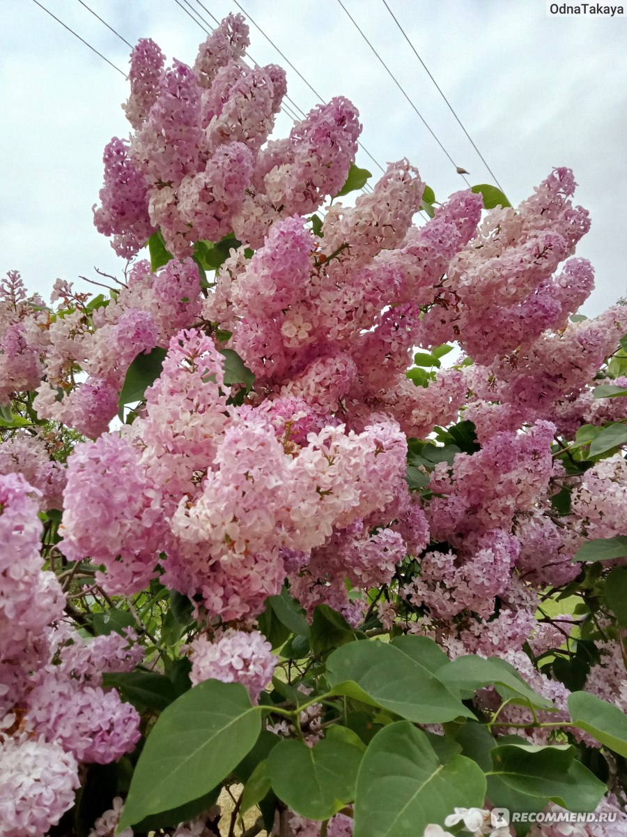 Сирень обыкновенная (Syringa vulgаris) - «Любимые цветы и детские  воспоминания. + много фото » | отзывы