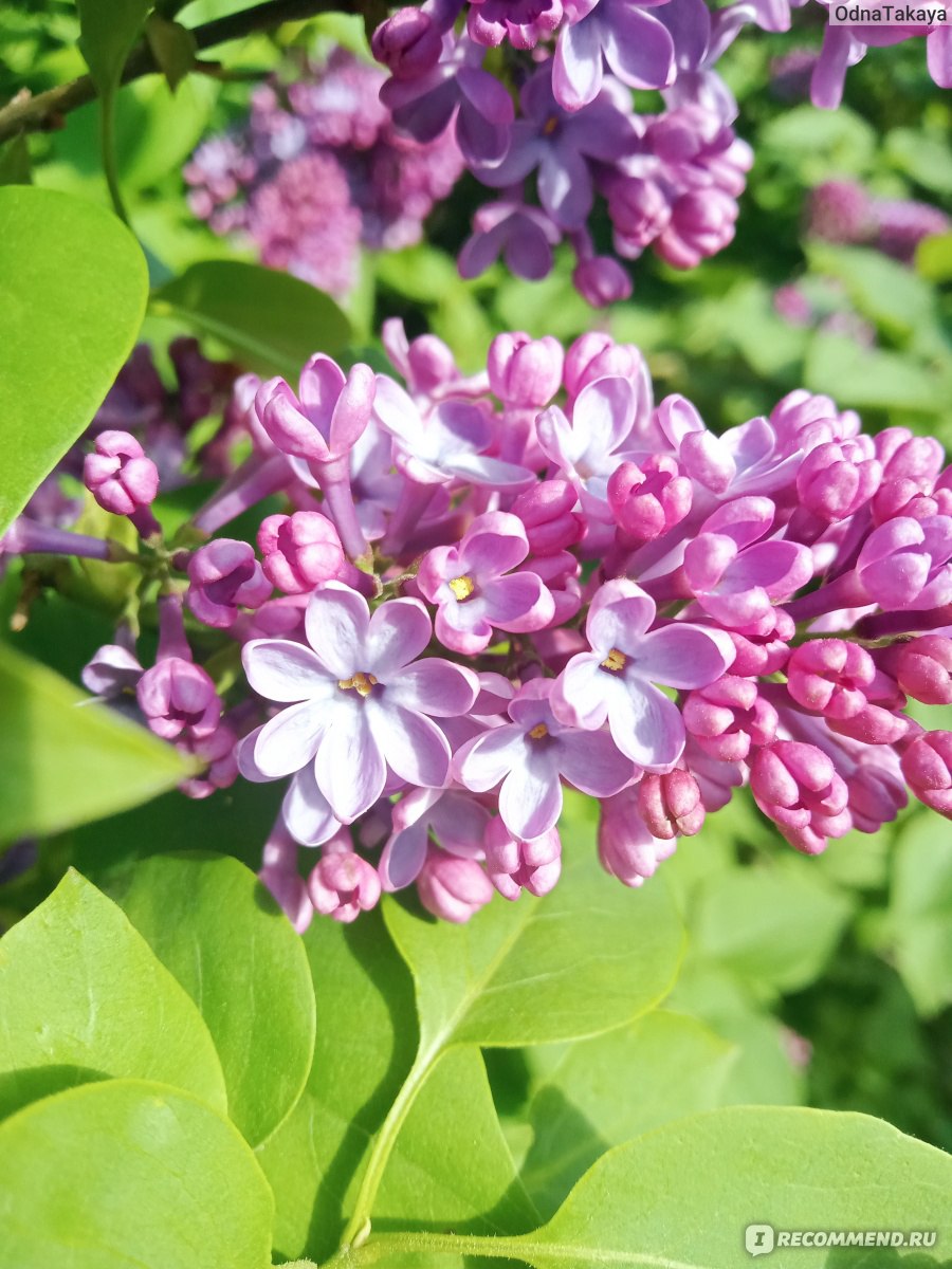 Сирень обыкновенная (Syringa vulgаris) - «Любимые цветы и детские  воспоминания. + много фото » | отзывы