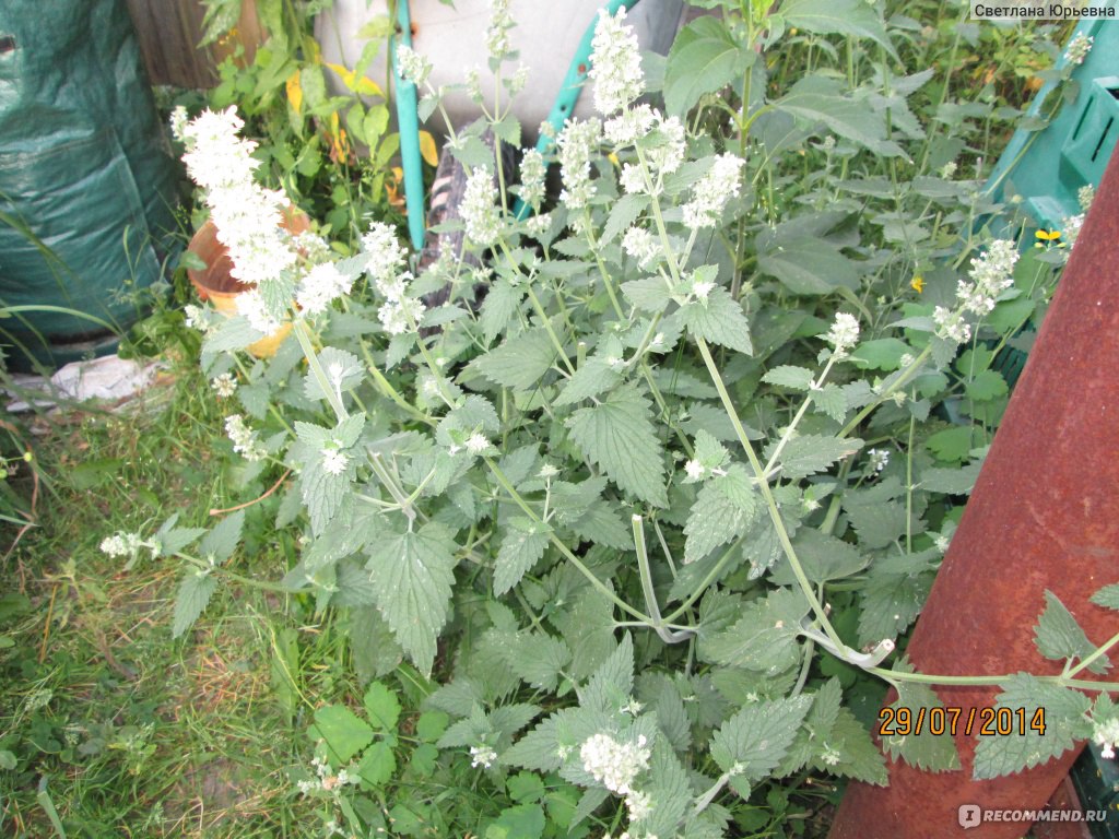 Котовник кошачий, котовник лимонный / Nepeta cataria - «Котовник лимонный»  | отзывы