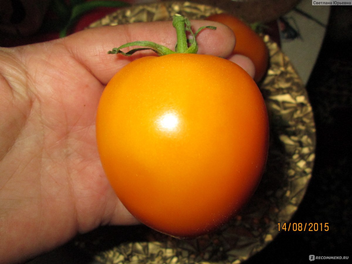 Семена СЕДЕК томат хурма