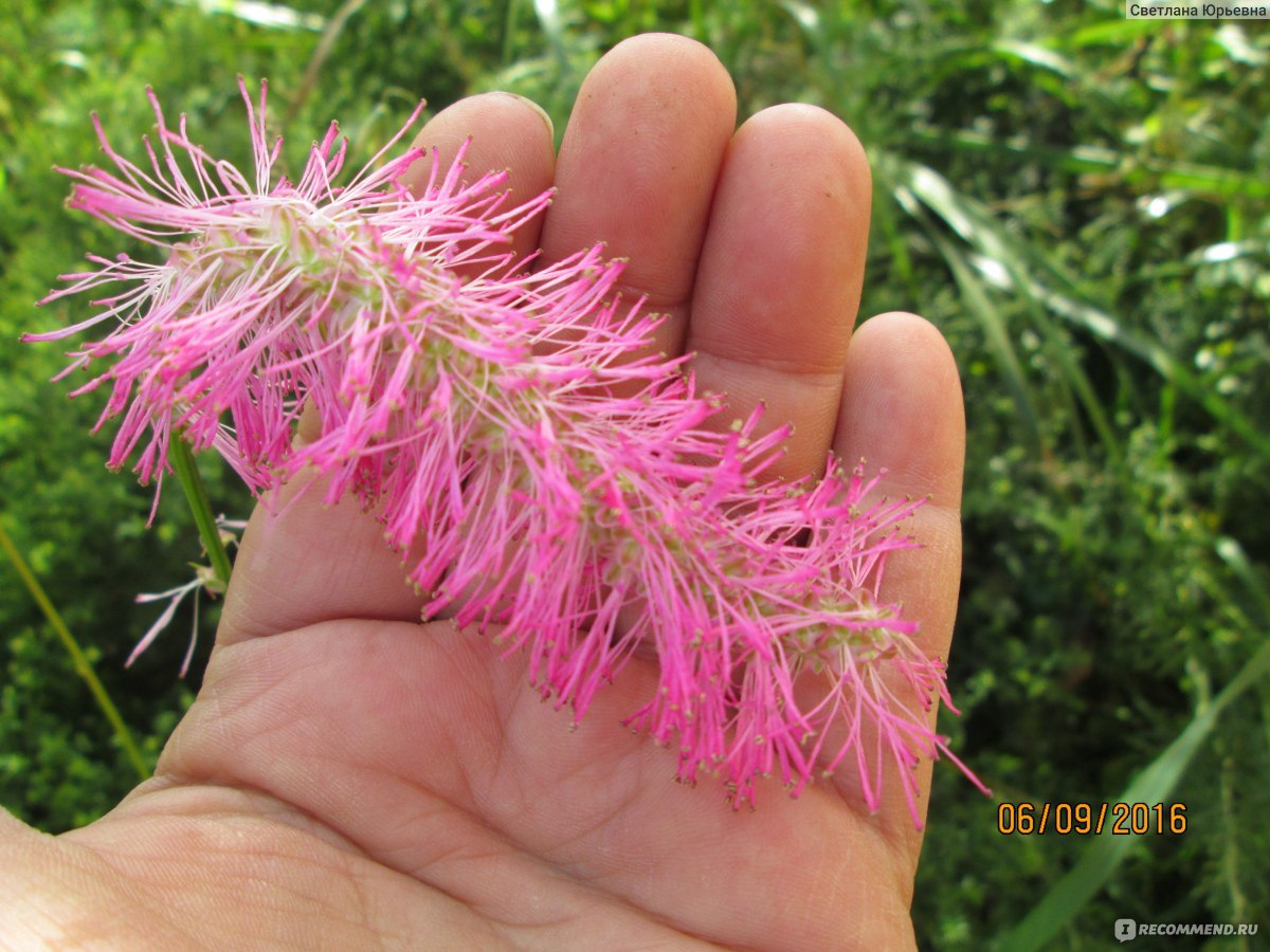 Кровохлёбка тупая / Sanguisorba obtusa - «И совсем она не тупая, а очень  милая» | отзывы