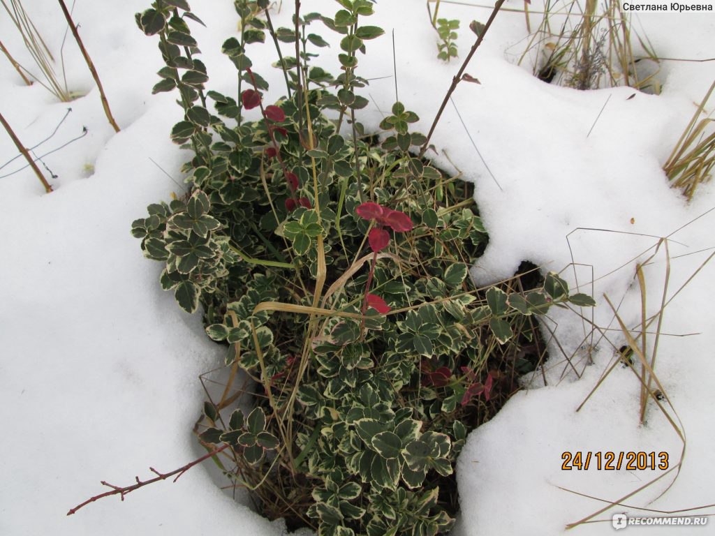 Бересклет Форчуна Emerald Gaiety(Euonymus fortunei Emerald Gaiety) -  «Ползучий бересклет» | отзывы