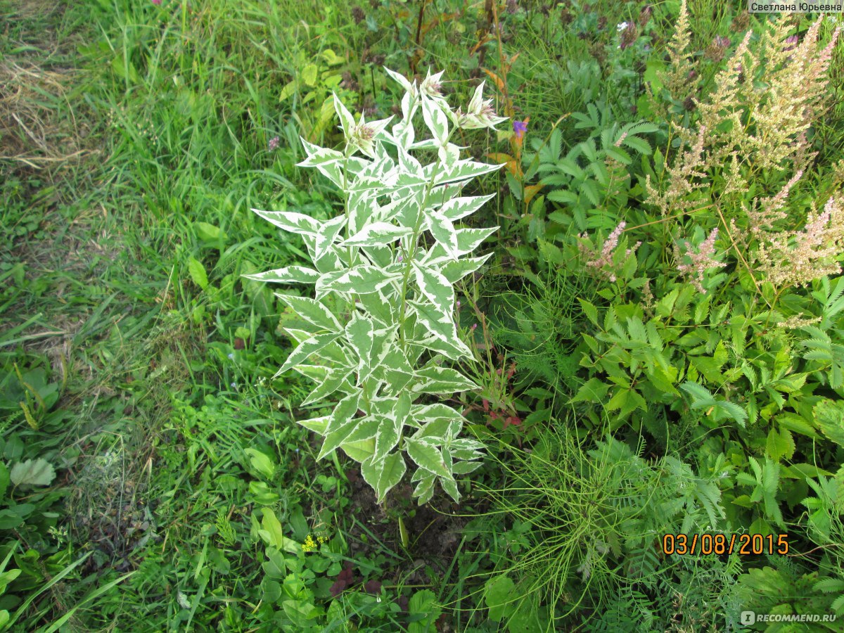 Флокс метельчатый Creme de la menthe