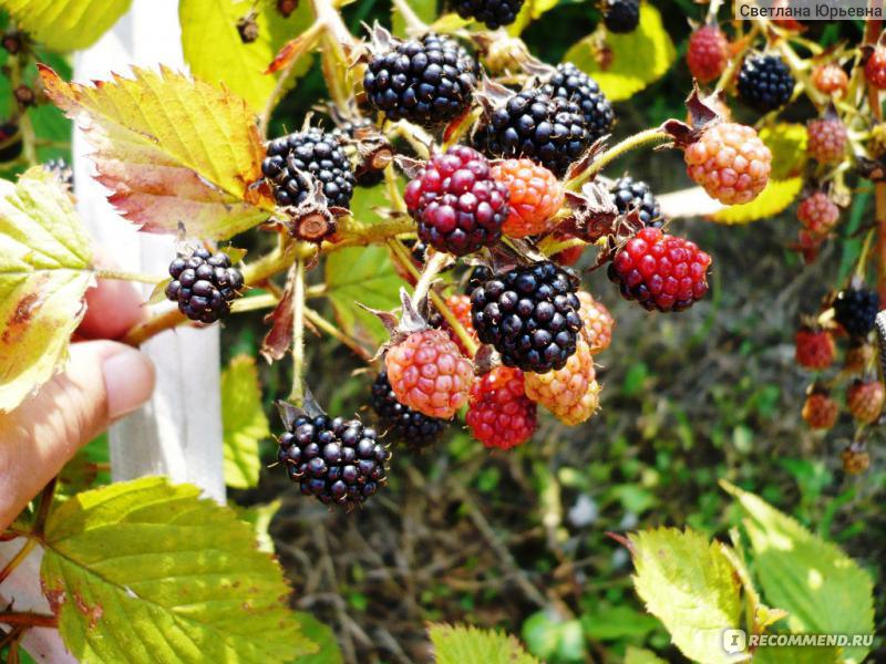 Ежевика (Rubus fruticous L.) - «Колючая и ползучая, но вкусная»
