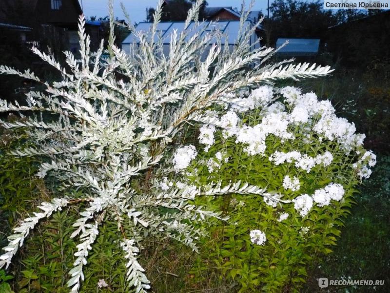 Флокс метельчатый уайт адмирал фото и описание