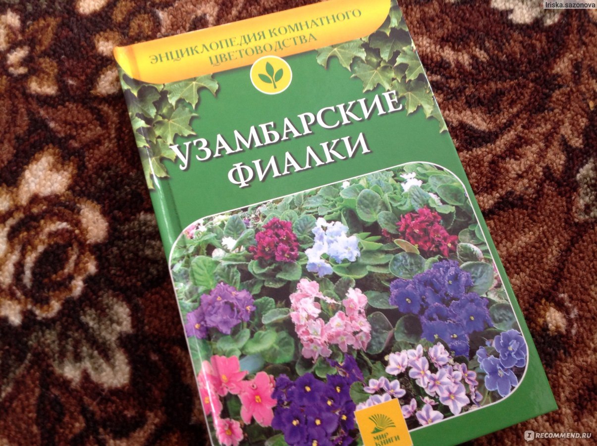 Узамбарские фиалки. А. И. Марков - «О сенполиях, самых красивых домашний  растениях» | отзывы