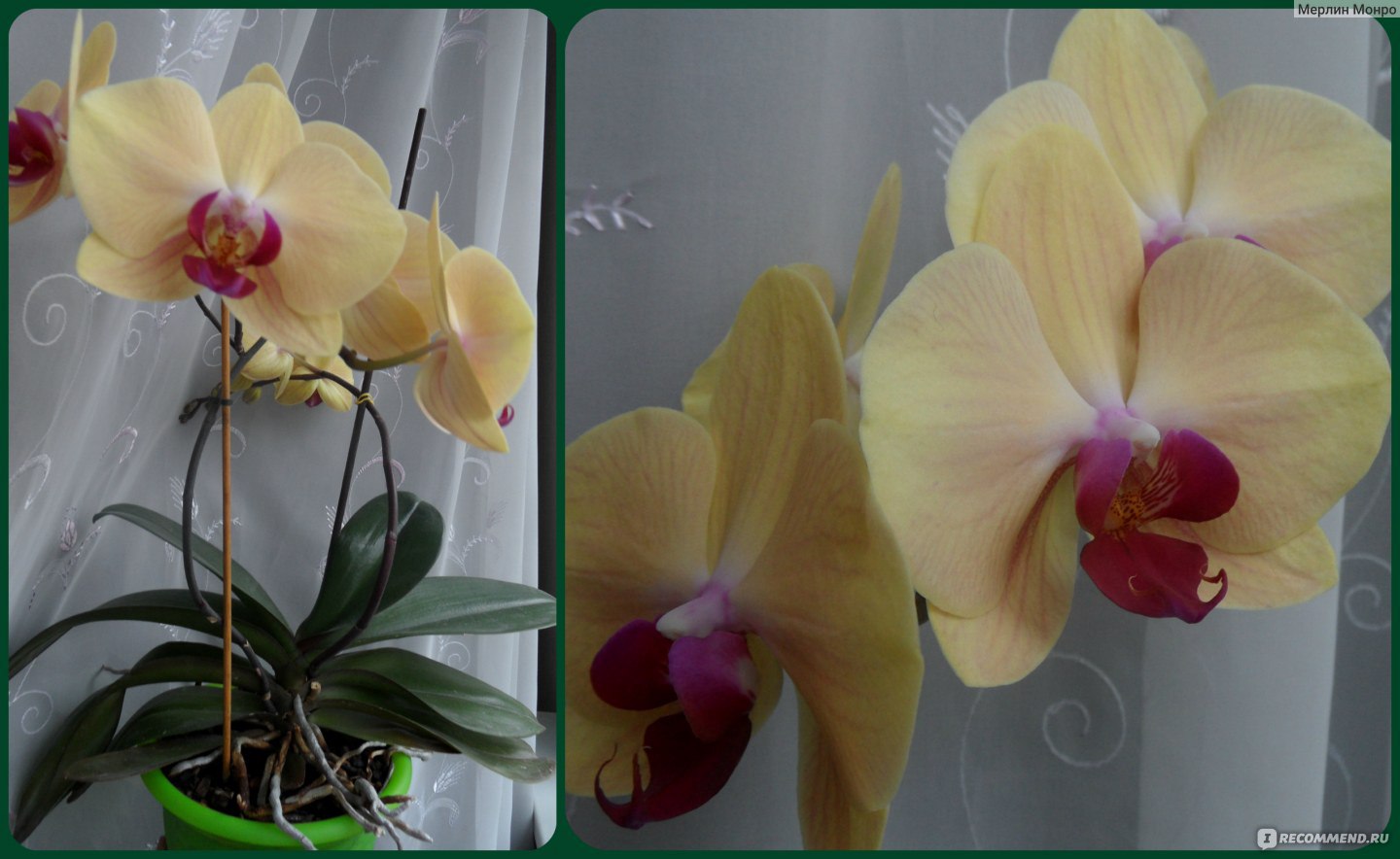 Комнатная орхидея: правильный уход в домашних условиях