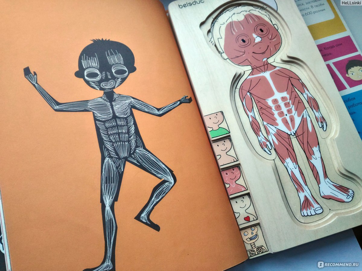 Анатомия мальчика