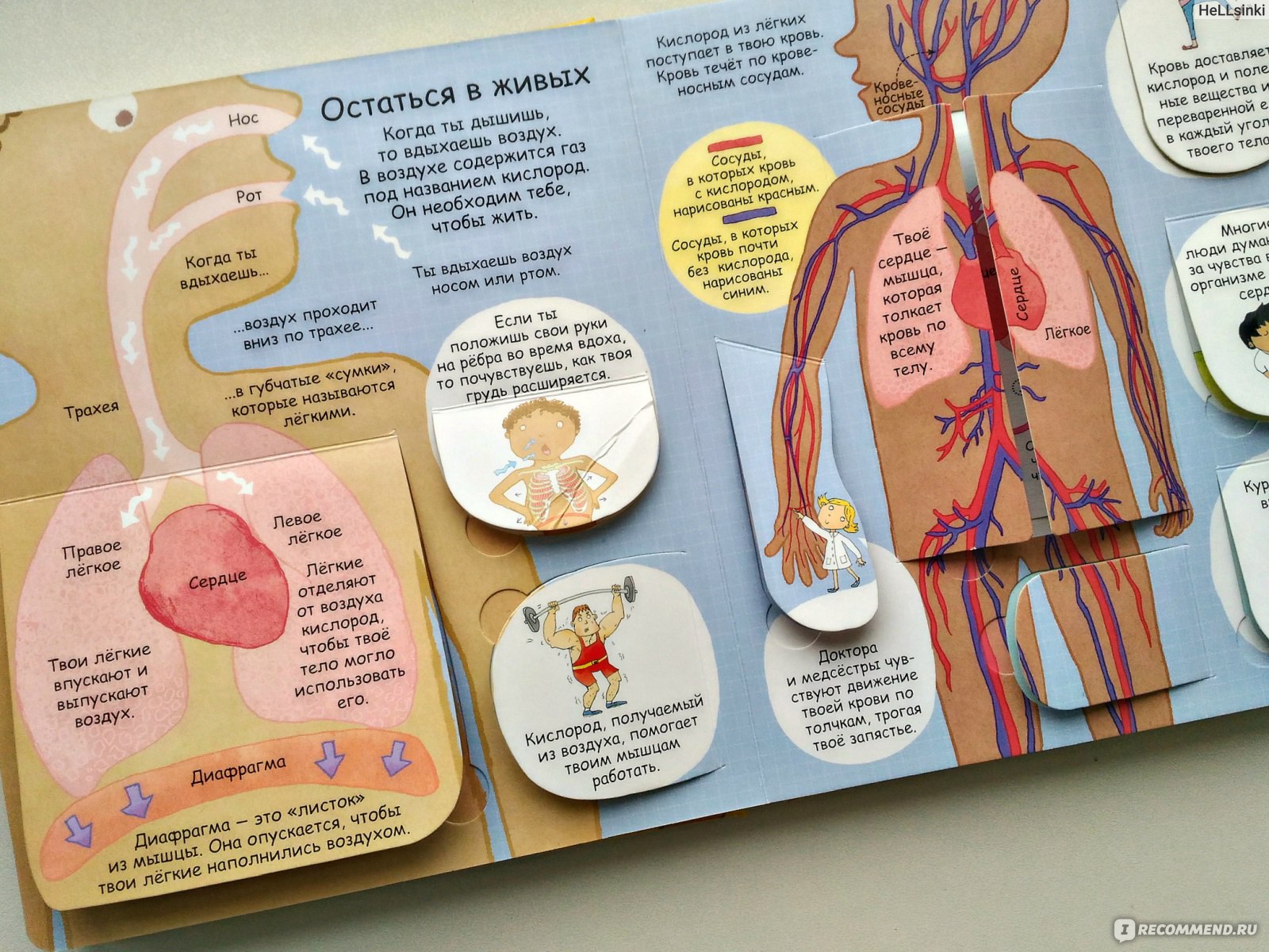 Анатомия для детей книга