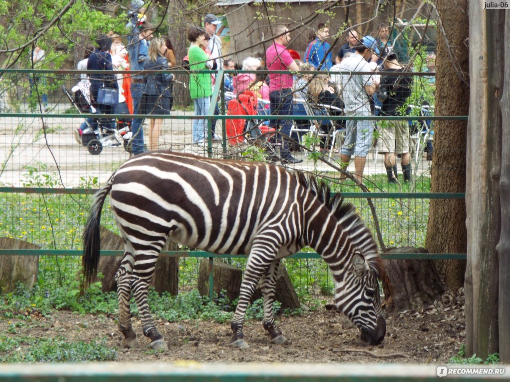 Зоопарк солнечный остров краснодар фото