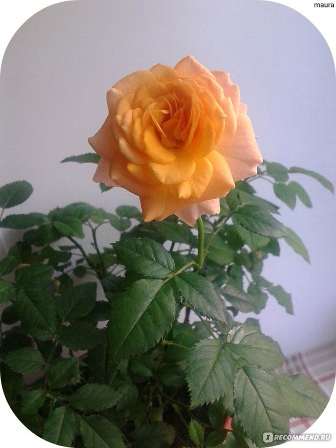 Розы комнатные - « Гайд о комнатной розе! Как правильно ухаживать за розой, что любит растение,а что нет. Как выбрать в магазине, как спасти розу суценки. Что делать,если у розы