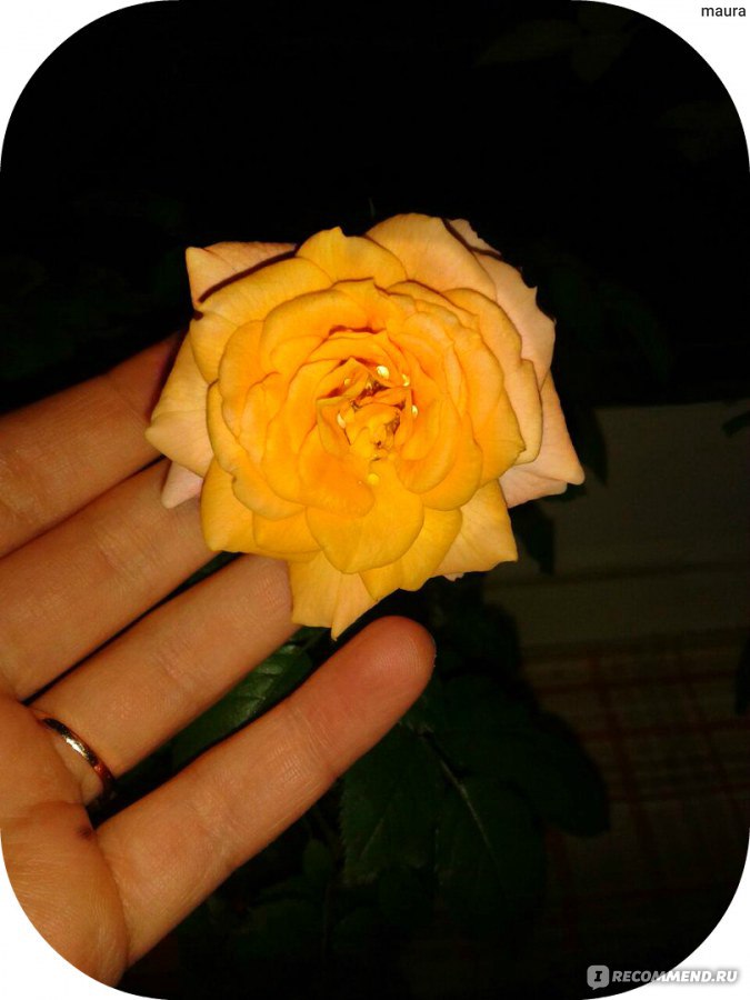 Почему желтеют листья у комнатной розы и что с этим делать? — Ботаничка