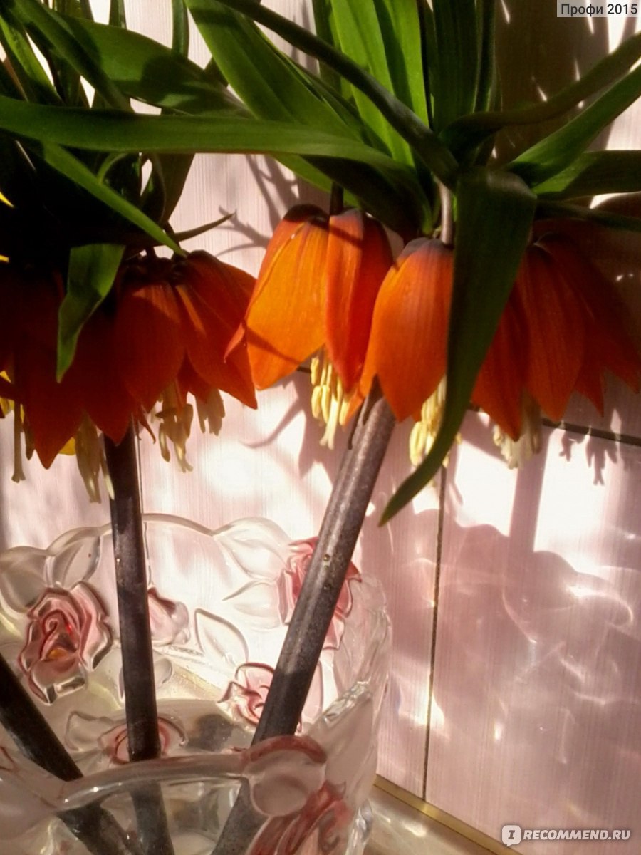 Рябчик императорский / Fritillaria imperialis - «Роскошный цветок, который  заменяет собой целый букет тюльпанов. Имеется некое сходство с  колокольчиком и даже с ананасом. Декорирование кухни с помощью  императорского рябчика. Одна неприятная особенность