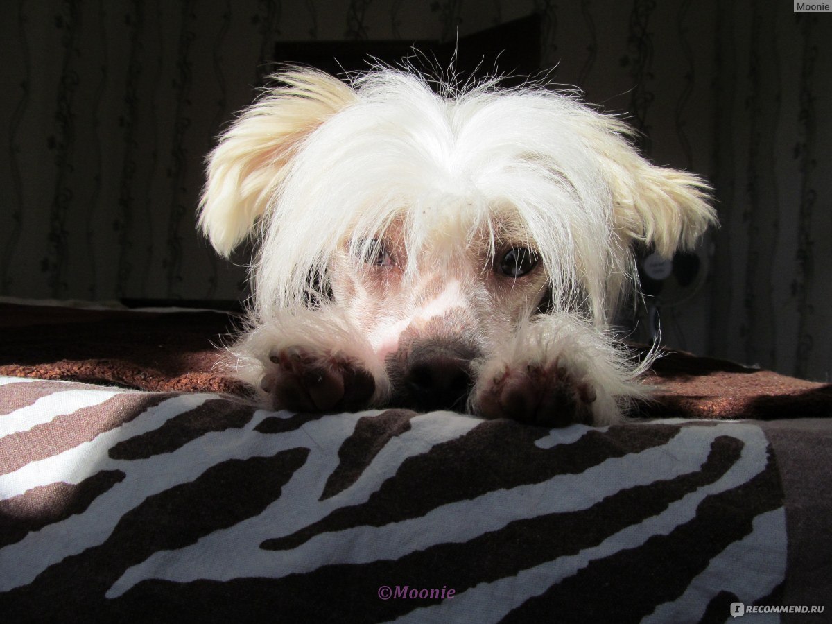 Стоковые фотографии по запросу Мексиканская голая собака фото