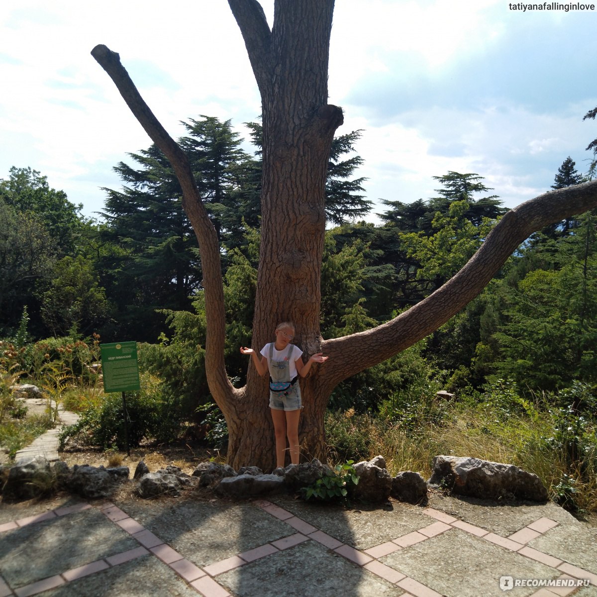 Никитский Ботанический сад дерева бальза