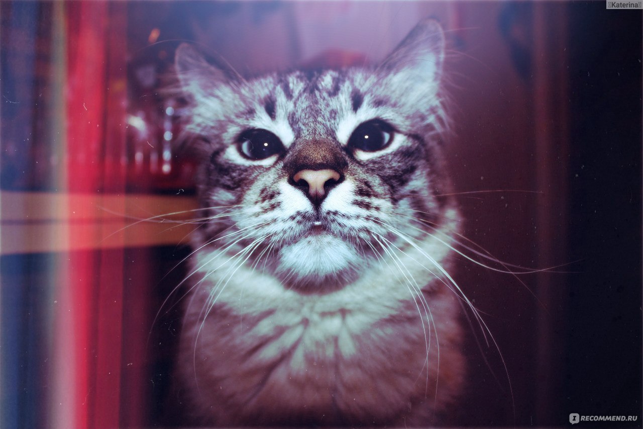 фотографии про сережу и кошек