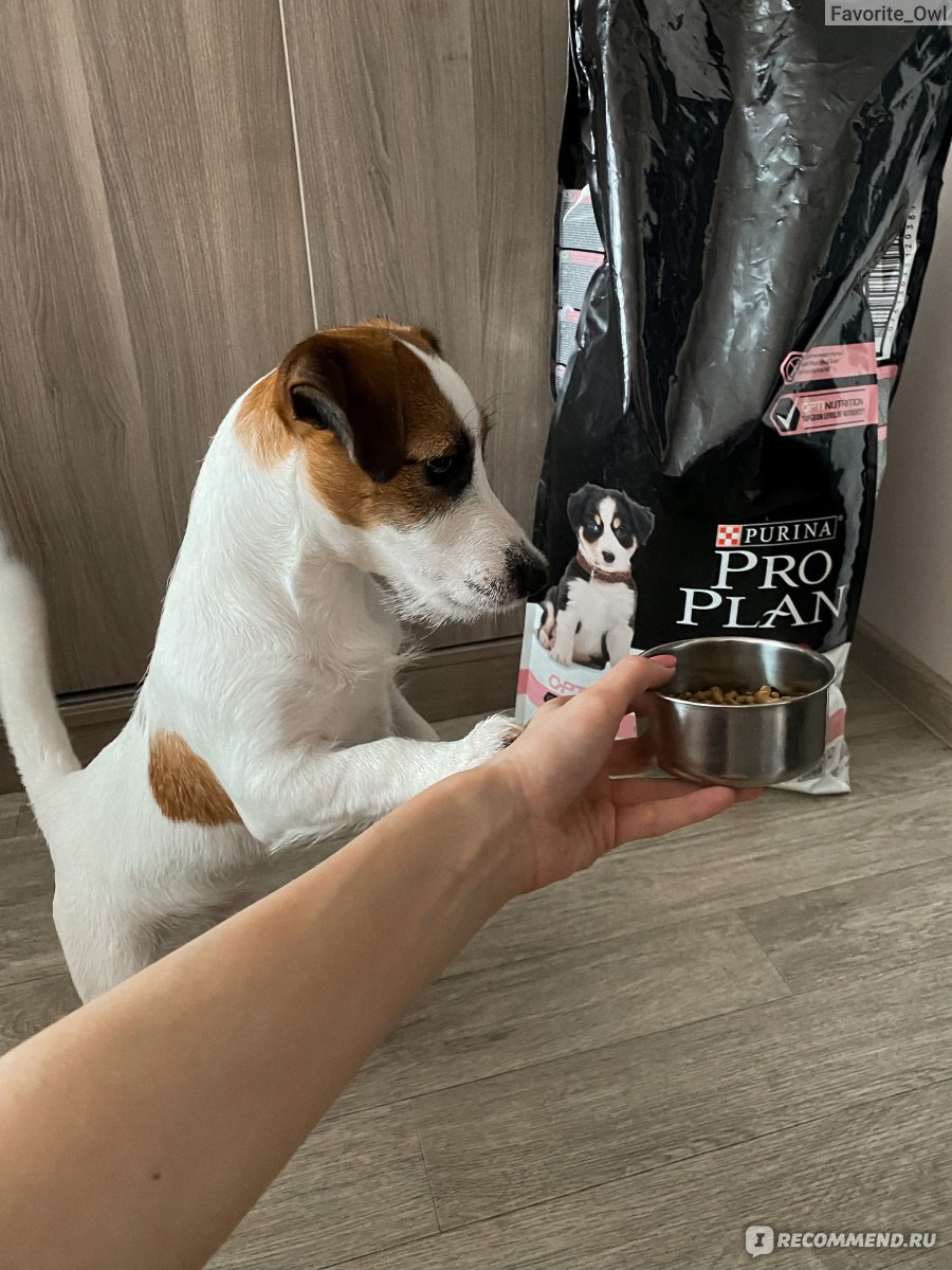 Корм для собак Purina PRO PLAN medium Puppy OPTYderma - «Какой корм лучше  для Джек Рассел Терьеров: Про План или Роял Канин? Моему щенку 6 месяцев,  он бодр, свеж и энергичен! 🐶