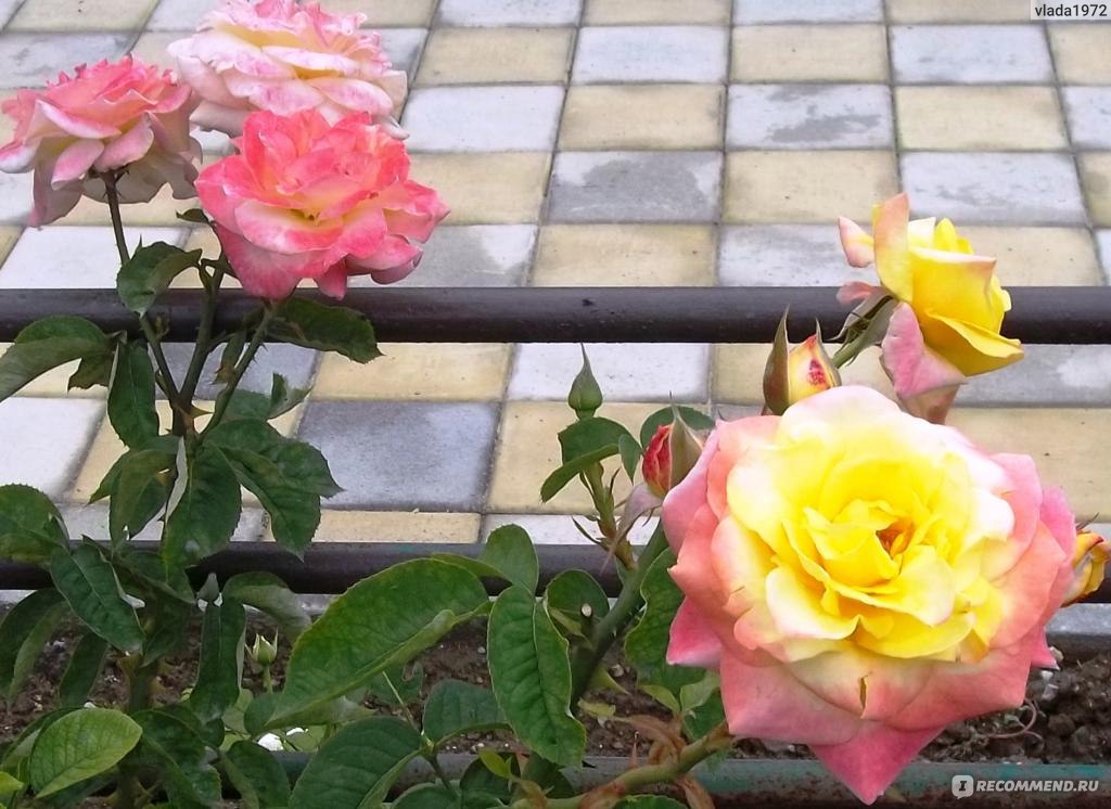 Розы Флорибунда - «красота (МНОГО ФОТО)»
