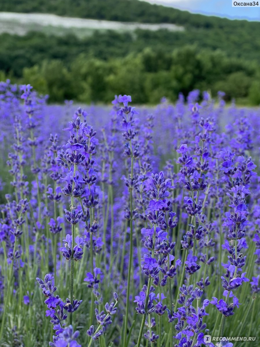 Дом ароматных трав/ Maison Des Plantes Aromatiques, Новороссийск,  Краснодарский край, Россия - «Кусочек прованса неподалеку от Анапы! » |  отзывы