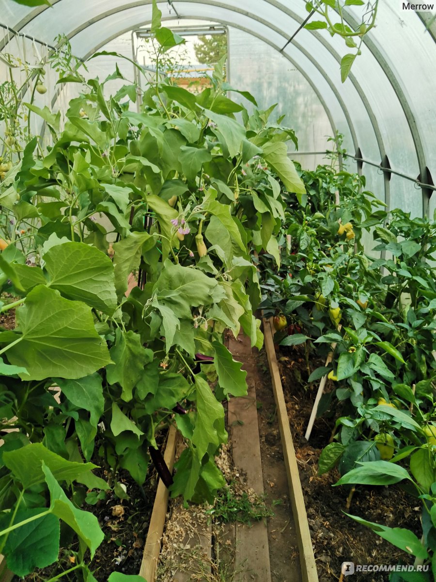 Агротехника выращивания перцев