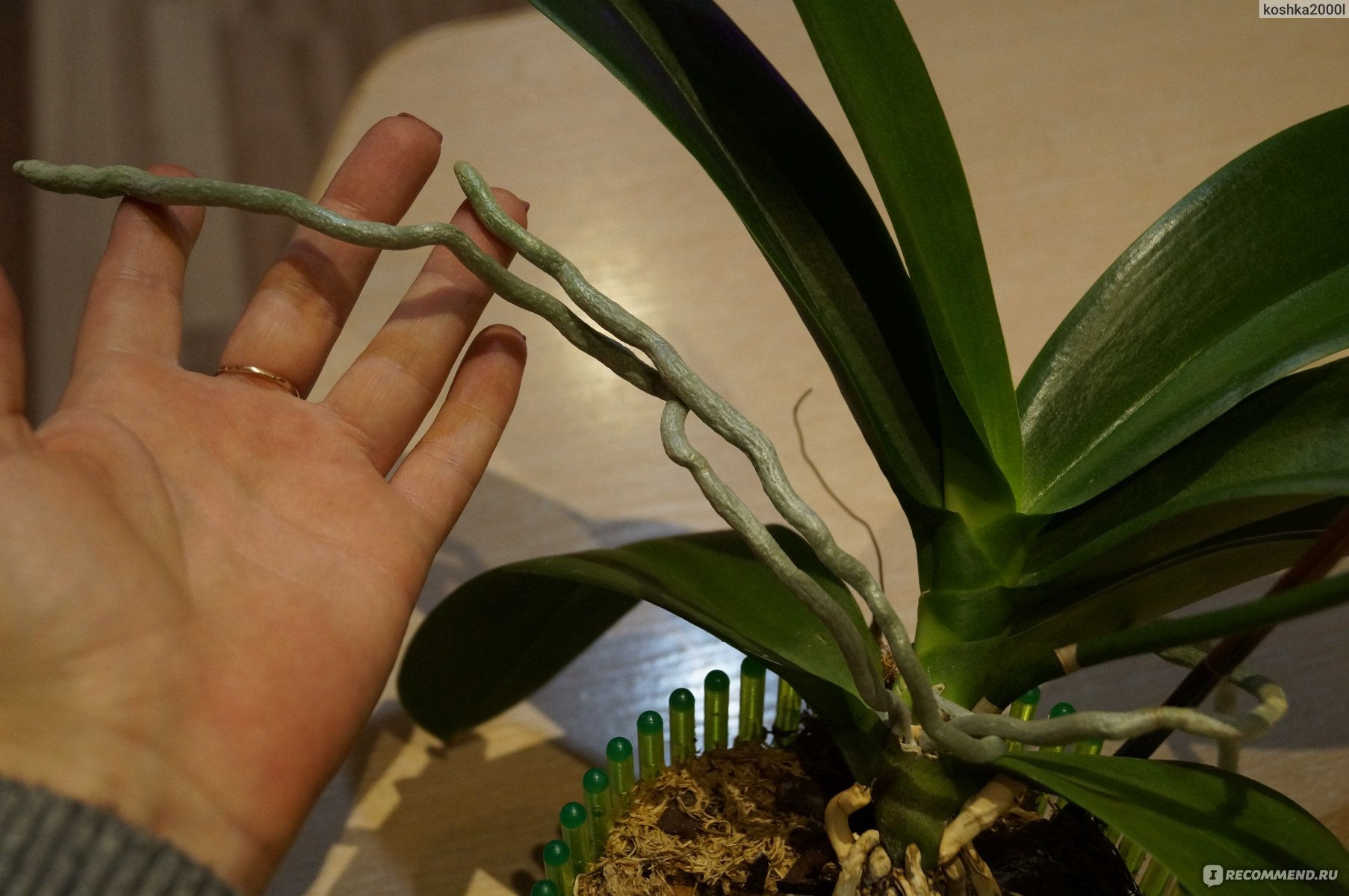 Особенности применения средств для стимуляции цветения растений: цитокининовая паста для орхидей