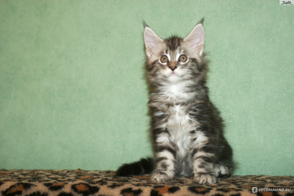 Мейн Кун И Обычная Кошка Фото