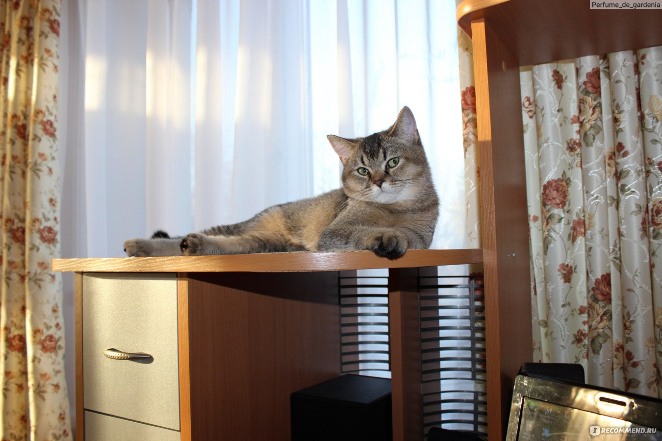 Как отучить котенка лазить по шторам по столам