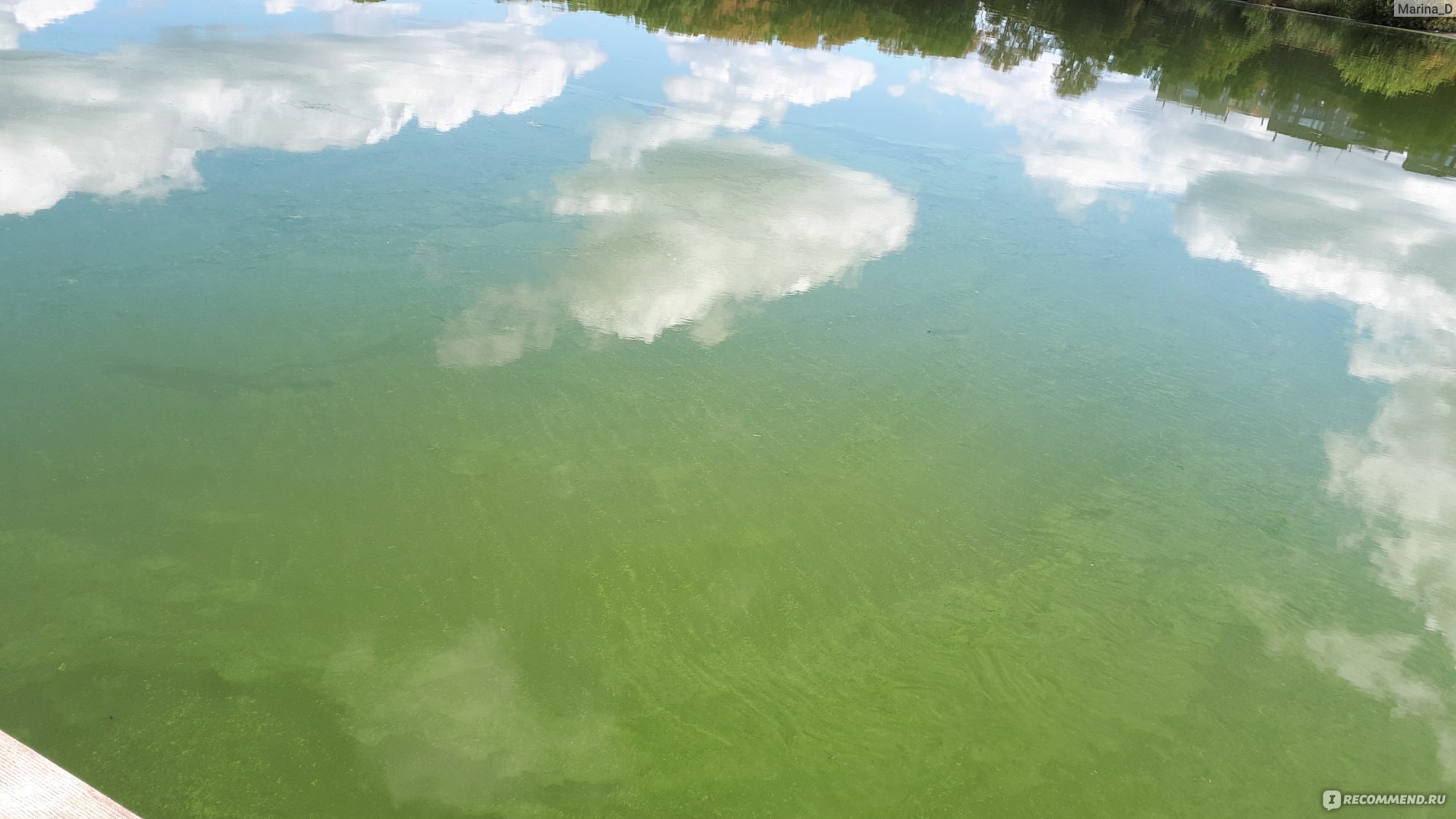 Озеро Сенеж зеленая вода