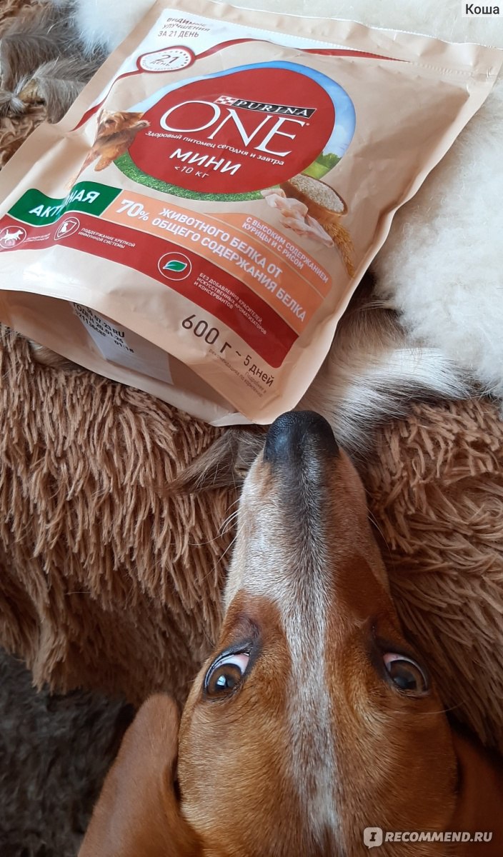 Корм для собак Purina One мини Активная Сухой - «Вкусняшки для ...