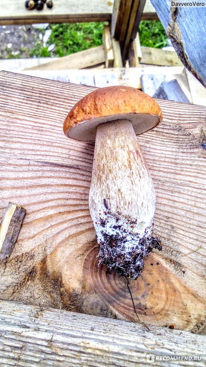 Замороженные грибы — хранение, польза и вред