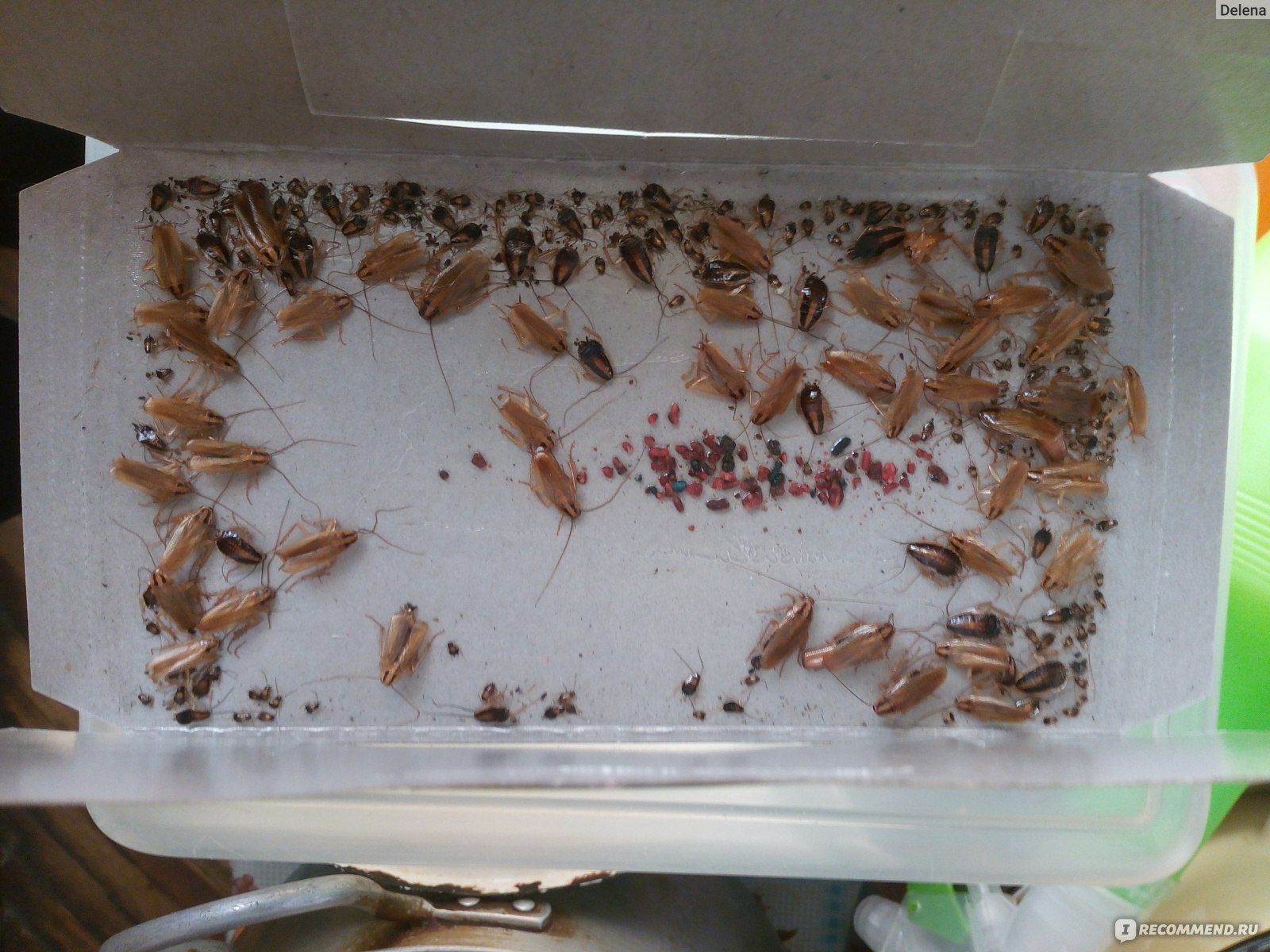 Фото маленьких тараканов домашних только вылупившихся