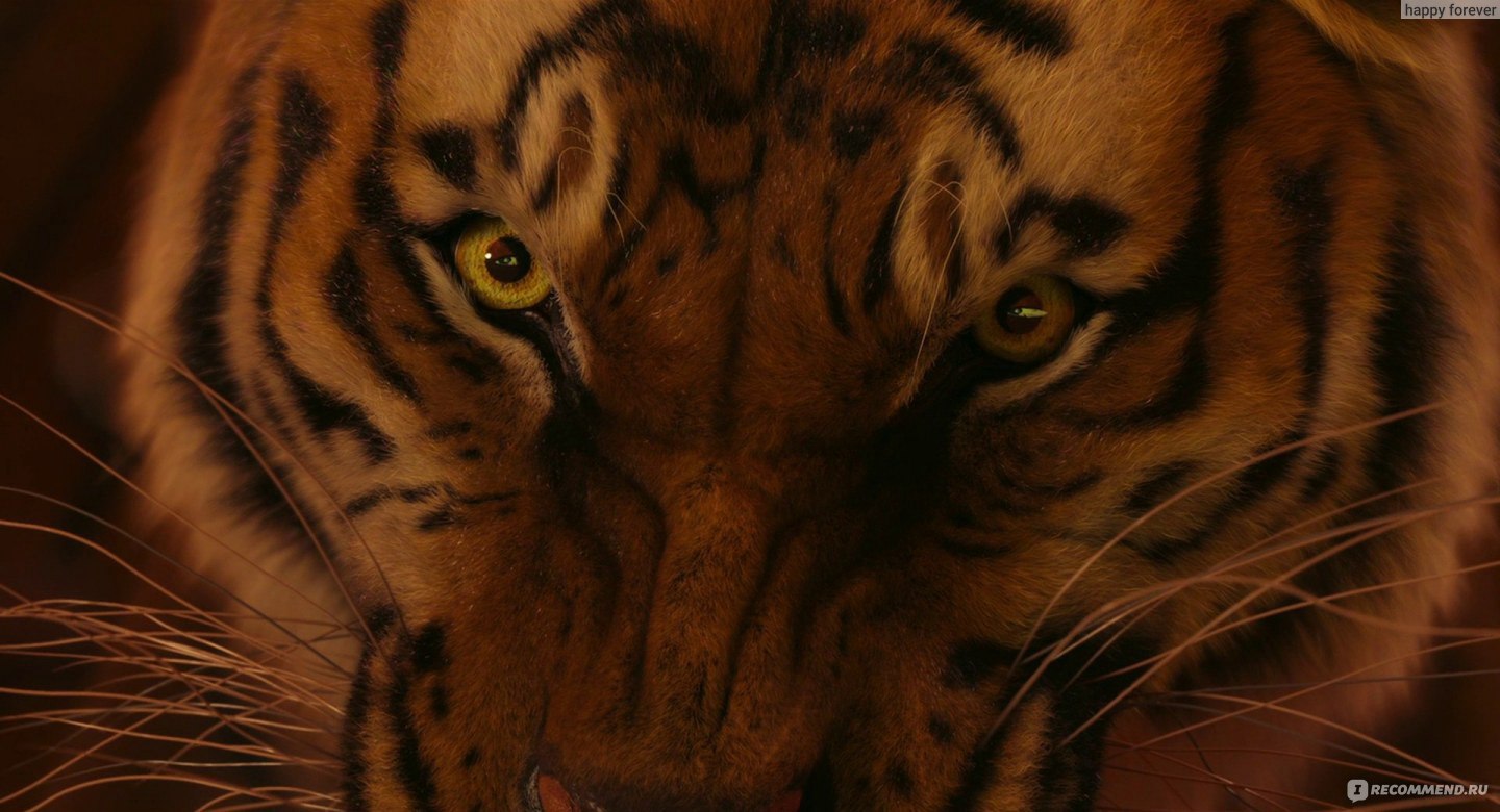 Тигр взгляд