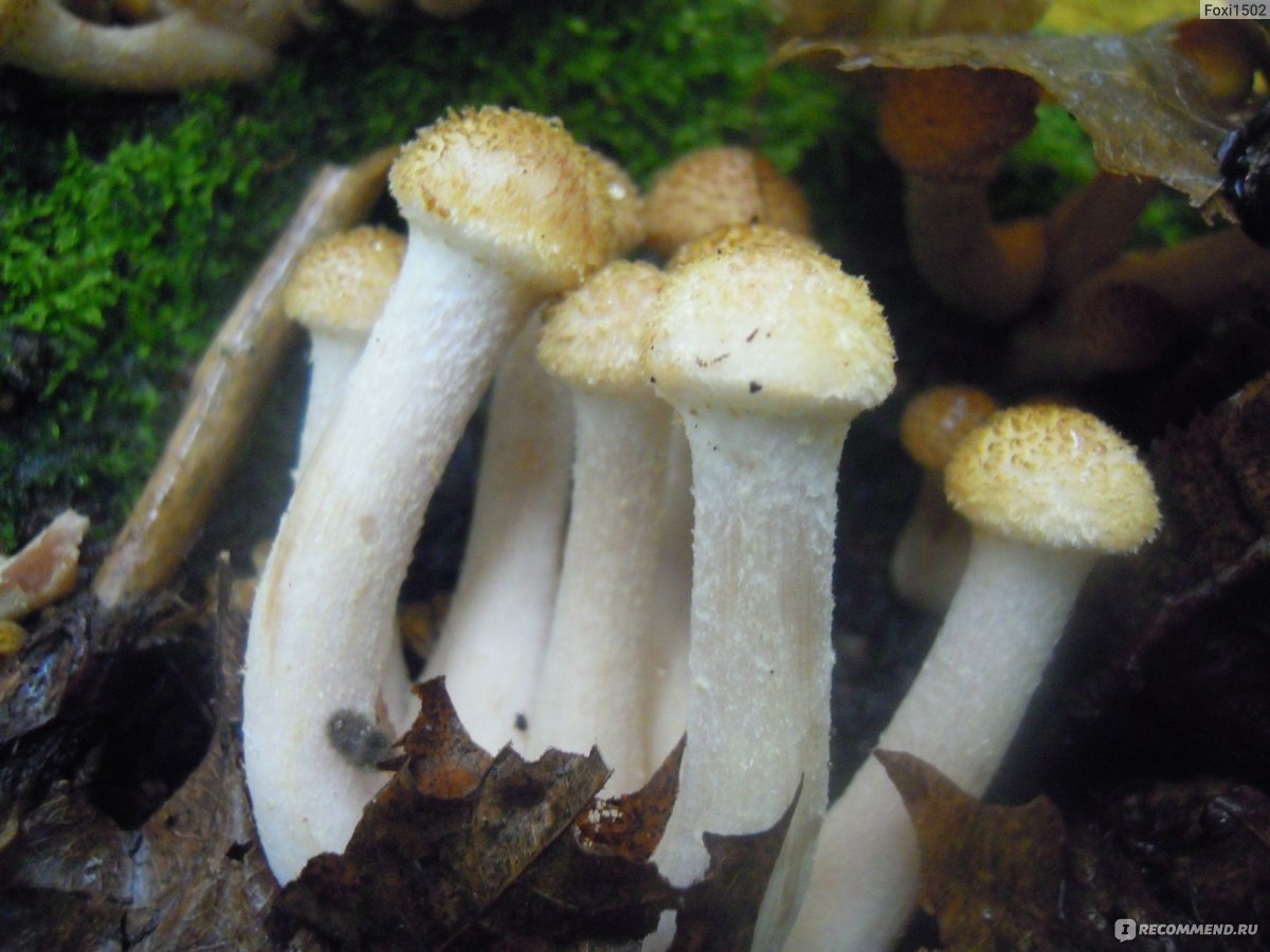 Икра из рядовок на зиму: рецепты грибных заготовок
