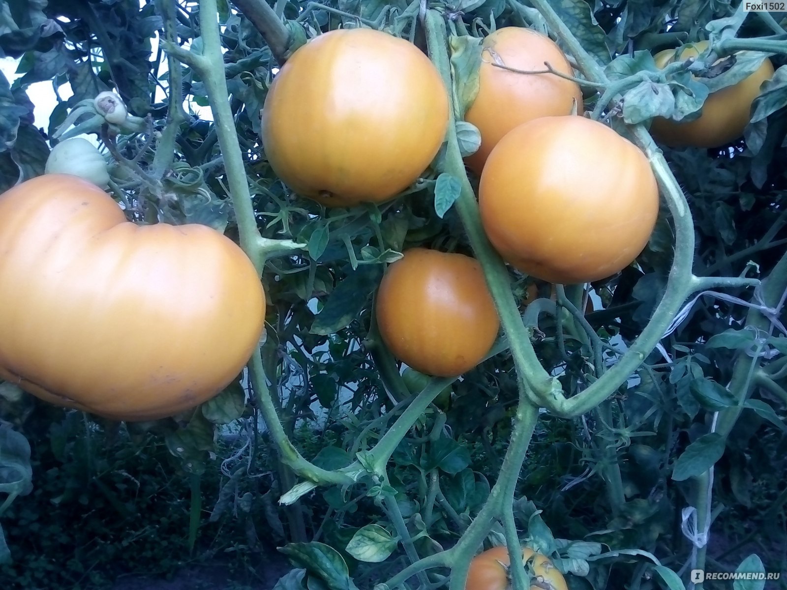 Сорт томата соседская. Семена томат всем на зависть f1. Томат соседская зависть. Сорт помидор соседская зависть.