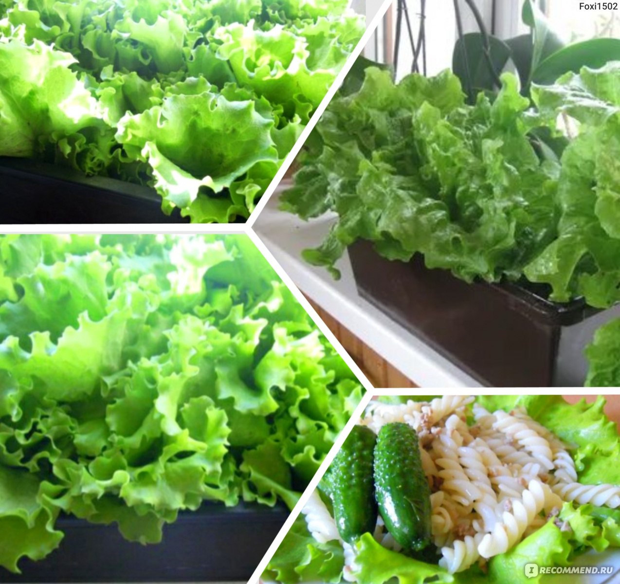 Полезная зелень: как вырастить салат летом