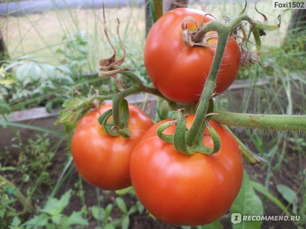 Семена томатов "Любаша F1"  "Партнёр"  фото