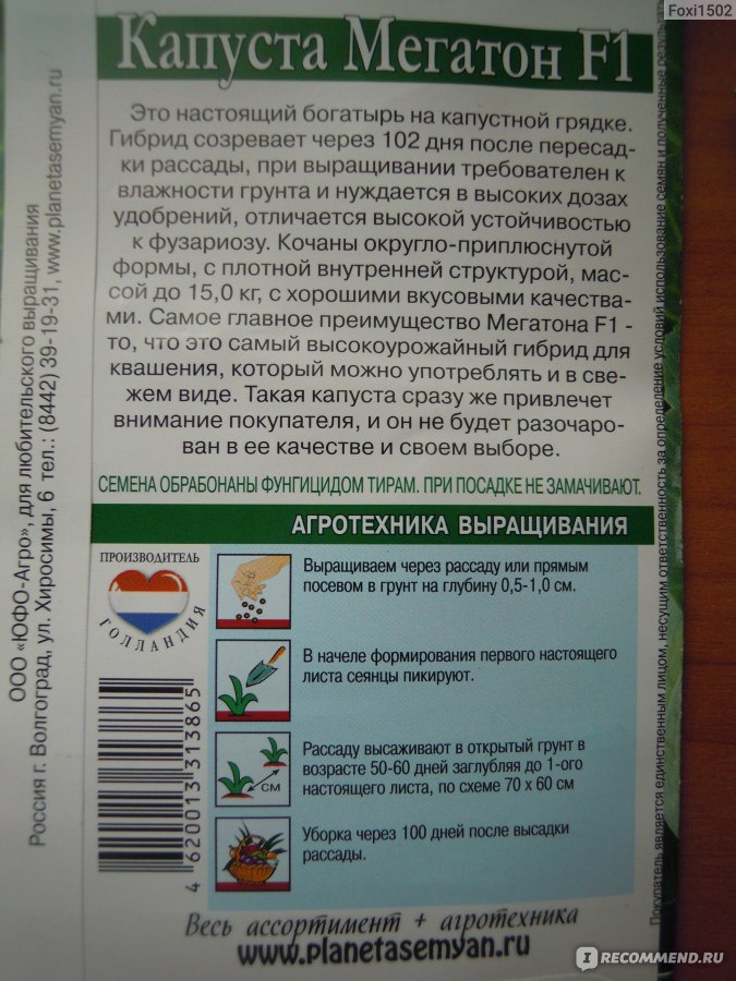 Мегатон капуста описание и отзывы характеристика сорта. Мегатон капуста Голландия. Мегатон капуста описание. Сорт капусты Мегатон. Капуста Мегатон характеристика и описание сорта.