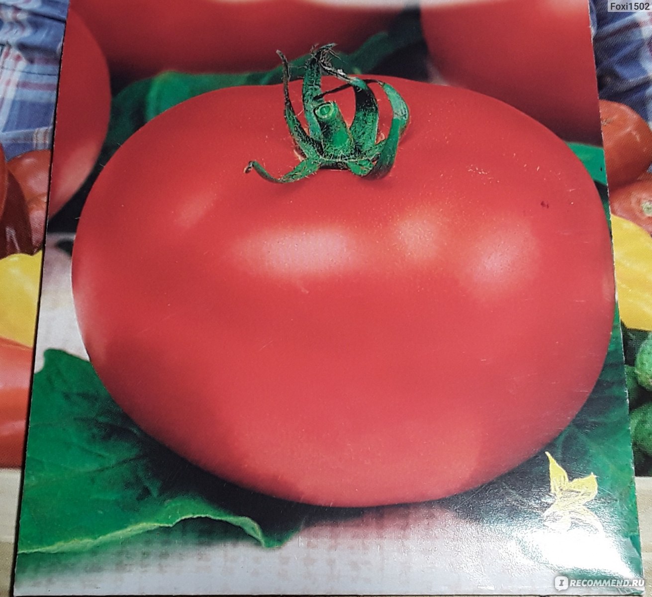 Томат универсального типа F1 АНЮТА от Семко - «?ЧУДО - СОРТ для самыхзанятых и ленивых огородников?Или 100 кг томатов за один 50 руб. пакетик.»
