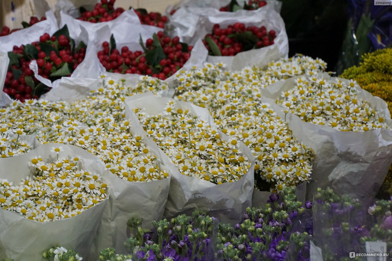 Рижский рынок хризантемы