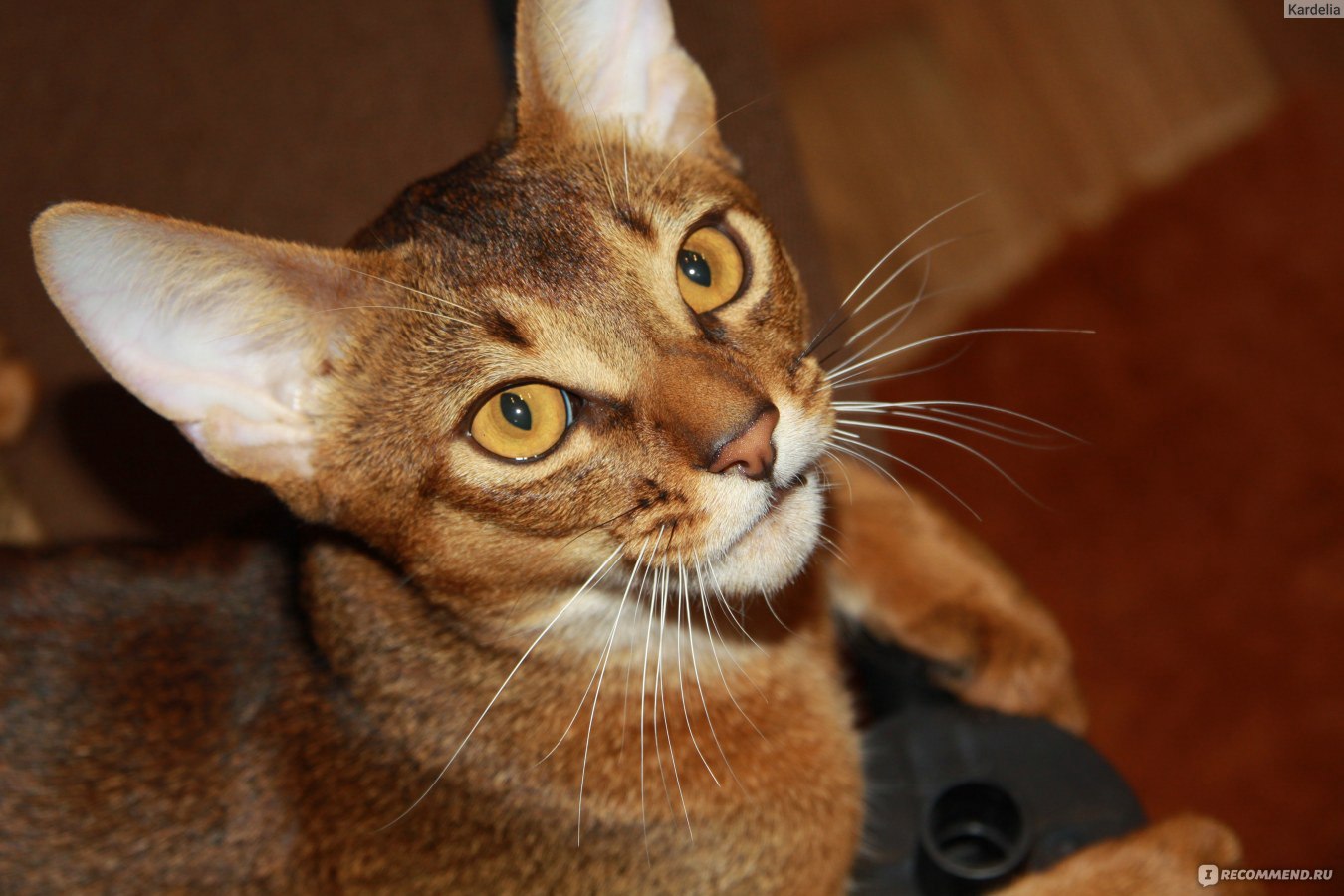 Абиссинская кошка шоколадного окраса