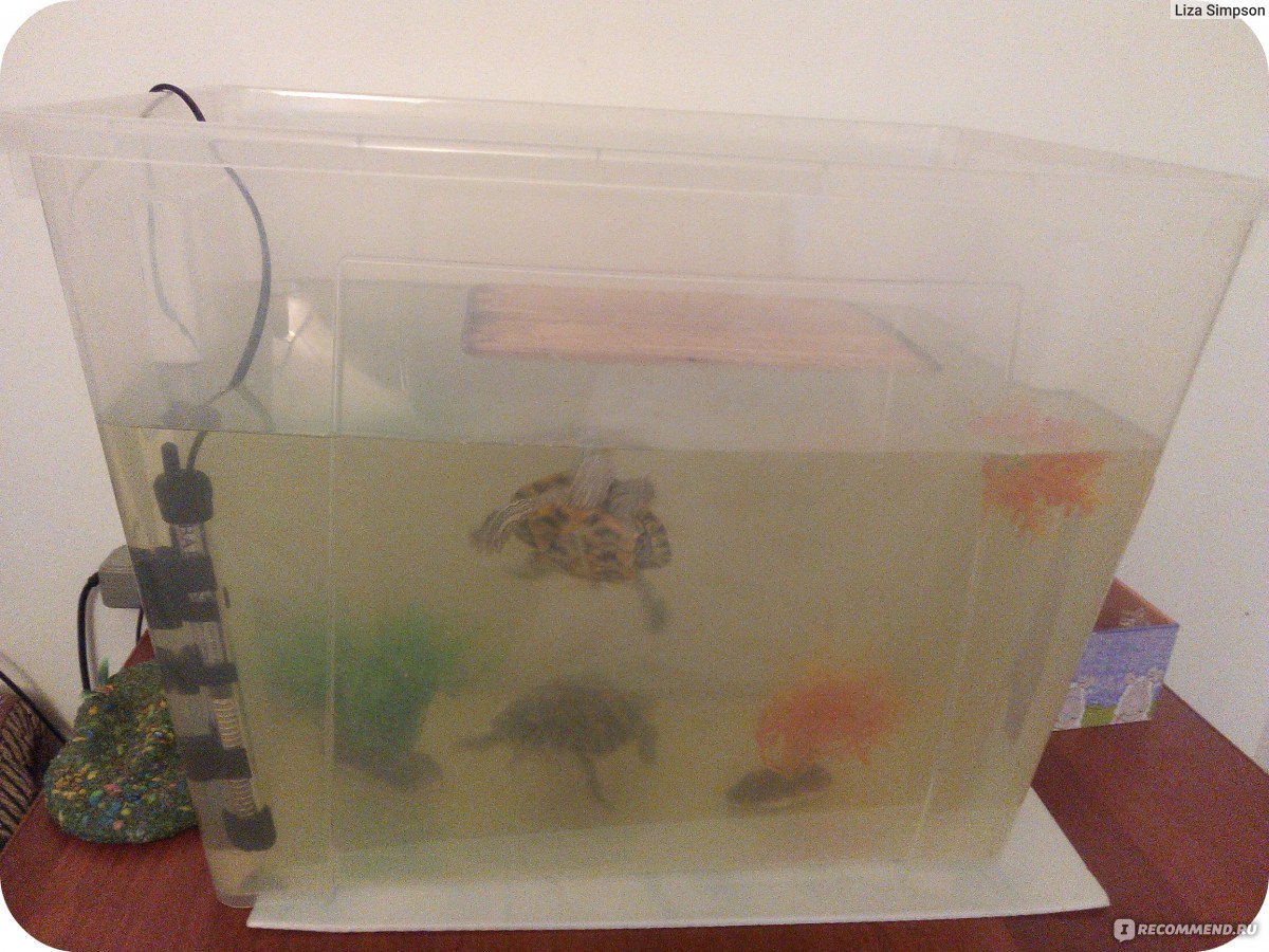 Как обустроить акватеррариум для черепахи