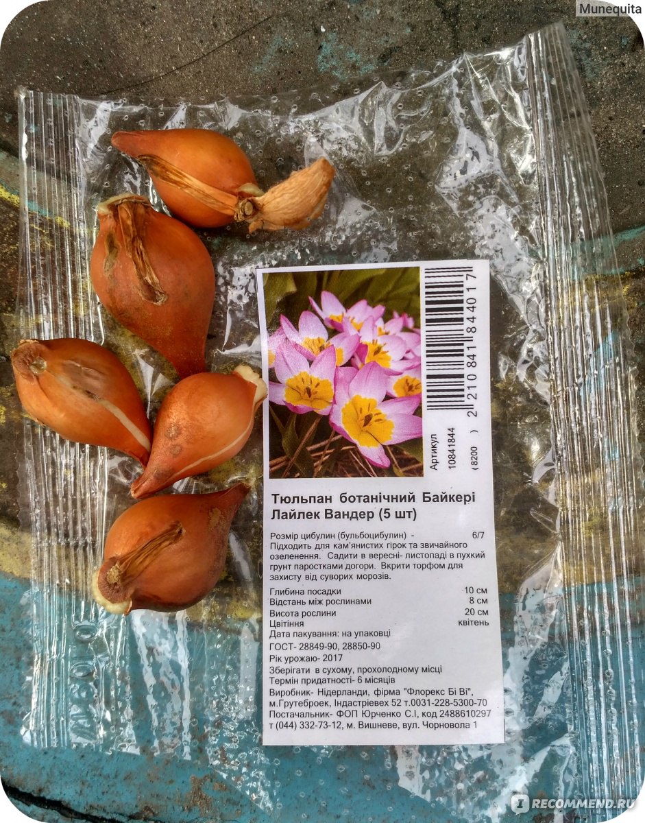 Тюльпан bakeri lilac wonder фото и описание