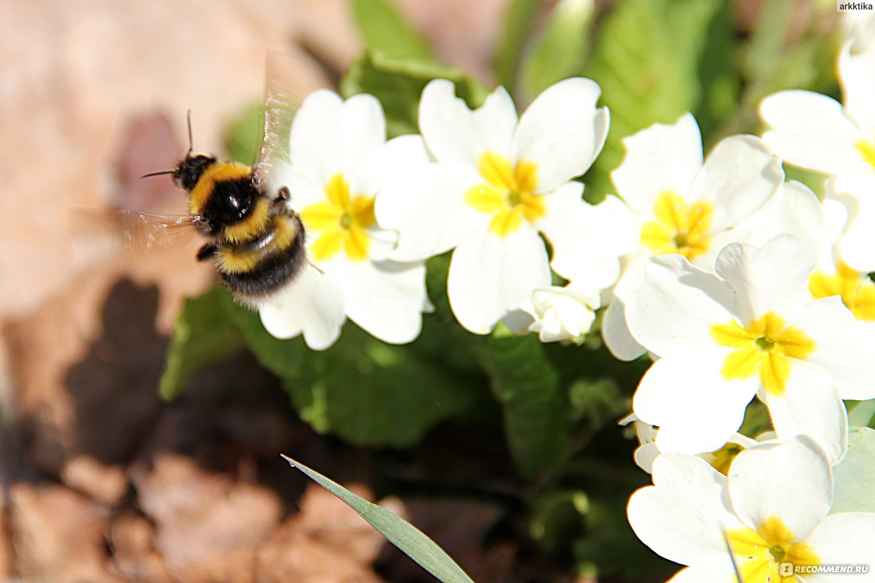 Примула обыкновенная / бесстебельная (Primula vulgaris, acaulis) - «Яркий и  красивый первоцвет. Минимум ухода, максимум цветения.» | отзывы