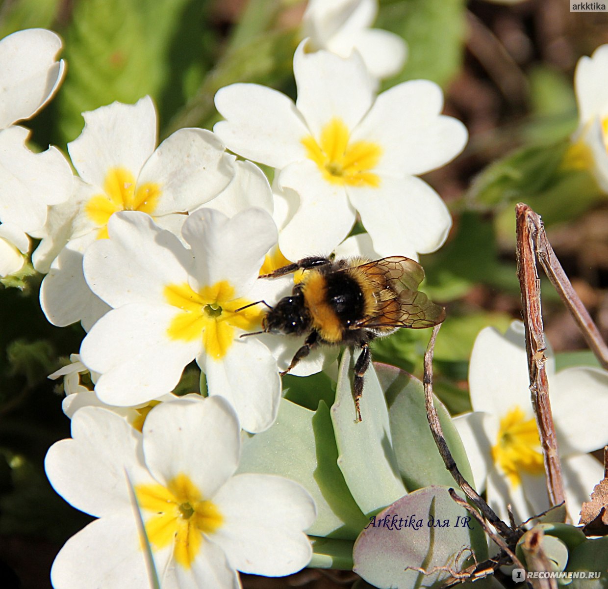 Примула обыкновенная / бесстебельная (Primula vulgaris, acaulis) - «Яркий и  красивый первоцвет. Минимум ухода, максимум цветения.» | отзывы