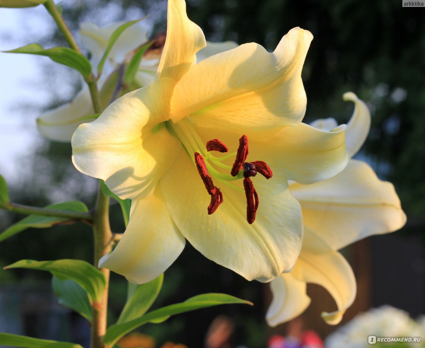 Лилии королевские: пышное цветение. Как ухаживать, делюсь опытом