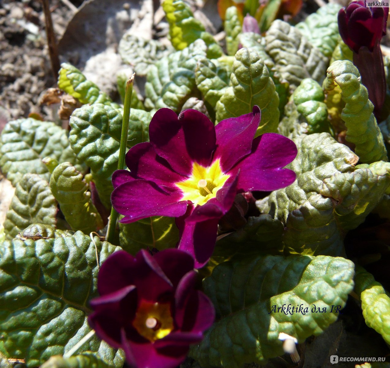 Примула обыкновенная / бесстебельная (Primula vulgaris, acaulis) - «Яркий и  красивый первоцвет. Минимум ухода, максимум цветения.» | отзывы